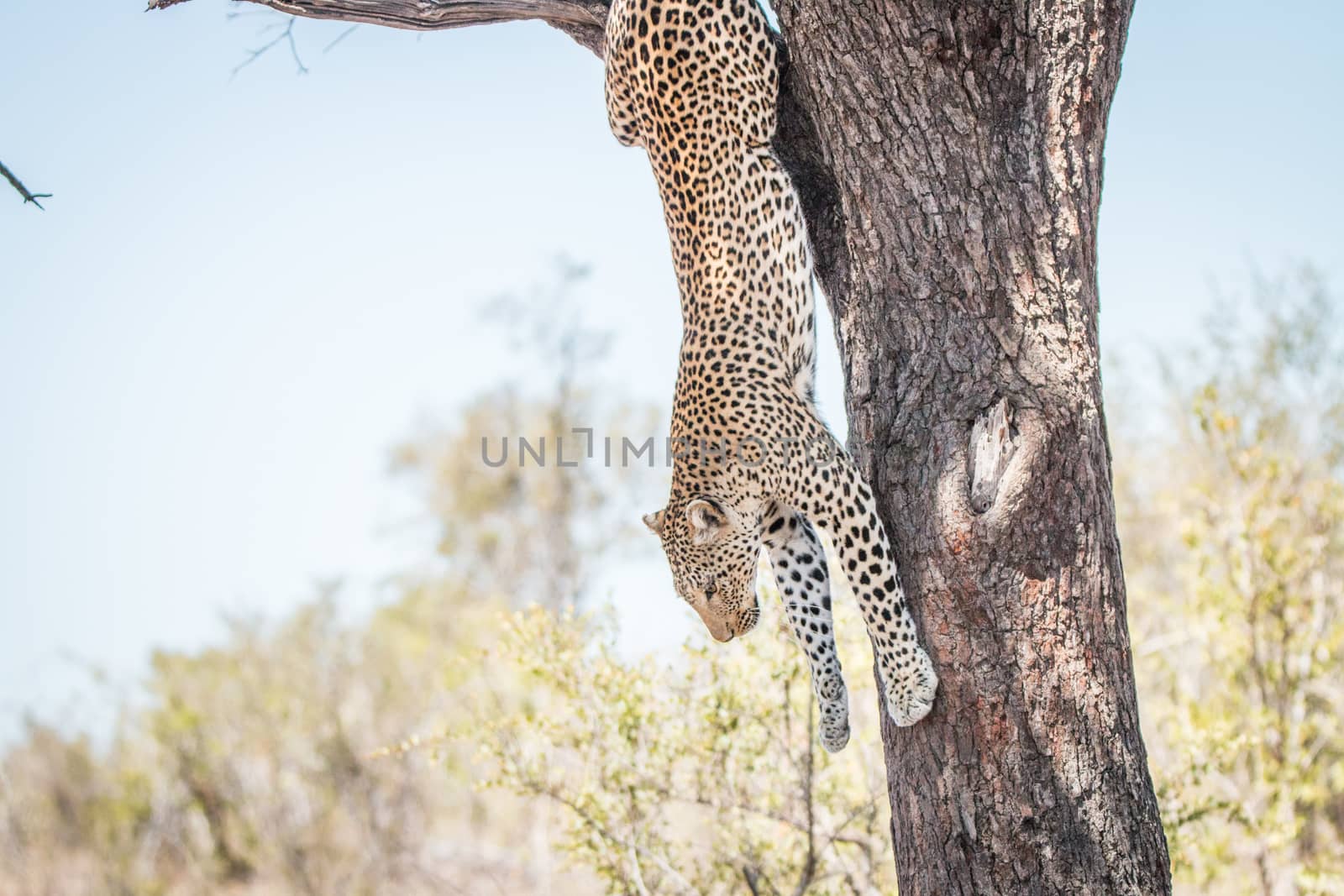 Leopard in a tree in the Kruger National Park, South Africa.