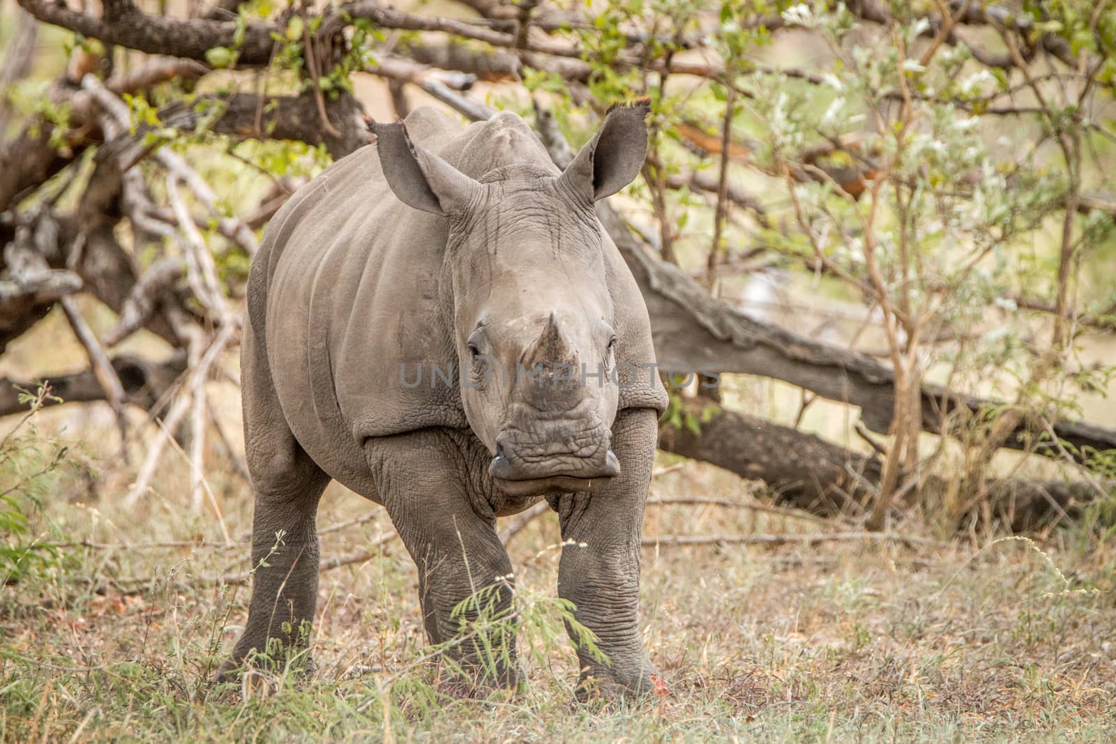 Starring baby White rhino in the Kruger National Park, South Africa.