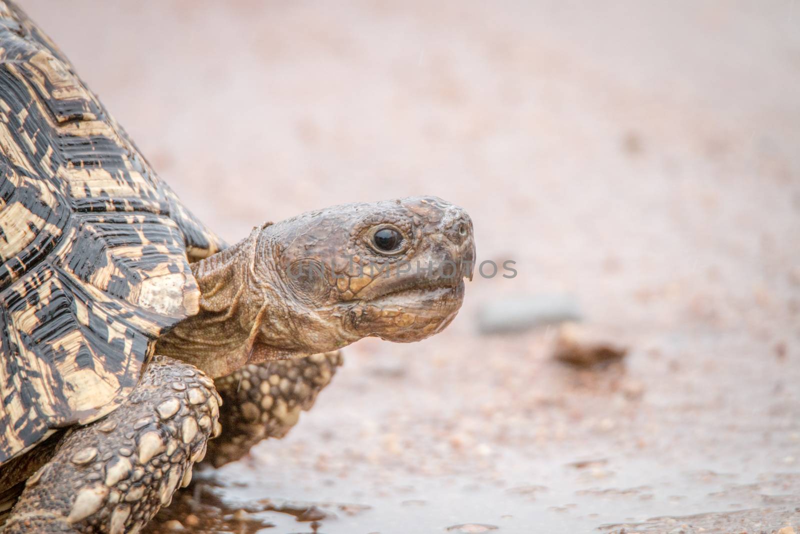 Leopard tortoise close up in the Kruger National Park, South Africa.