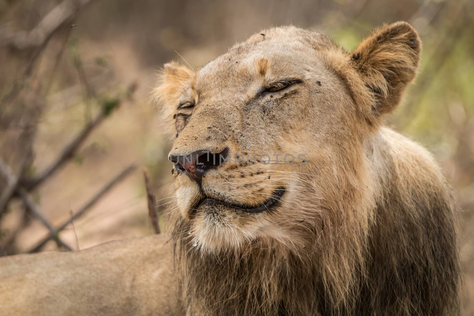 Lion smiling in the Kruger National Park. by Simoneemanphotography