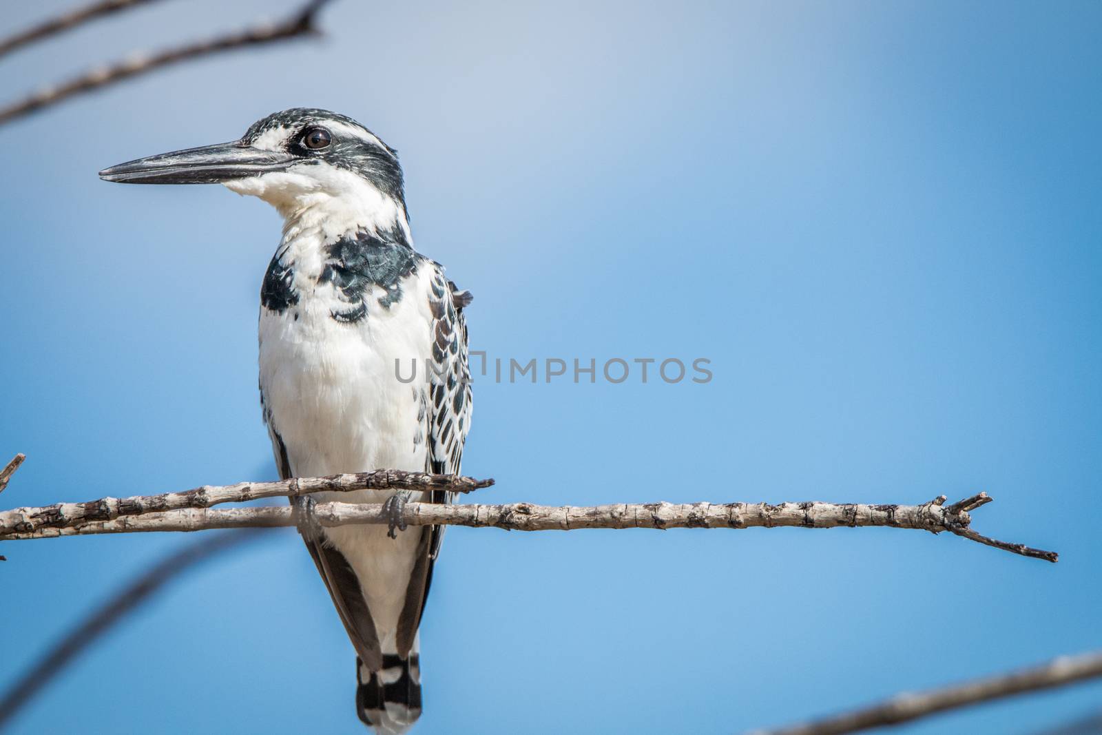 Pied kingfisher on a branch in the Kruger National Park. by Simoneemanphotography