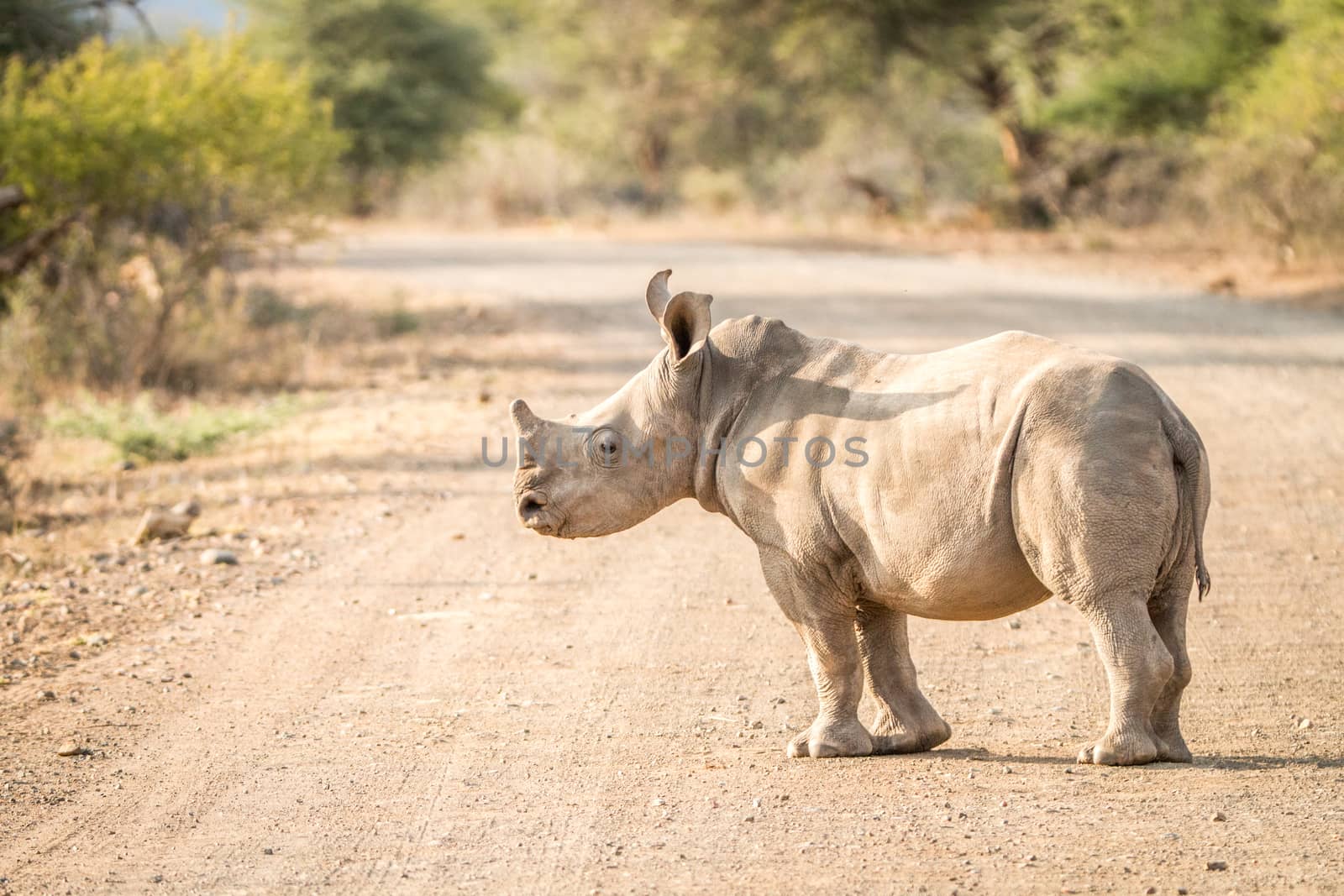 Baby White rhino on the road in the Kruger National Park. by Simoneemanphotography