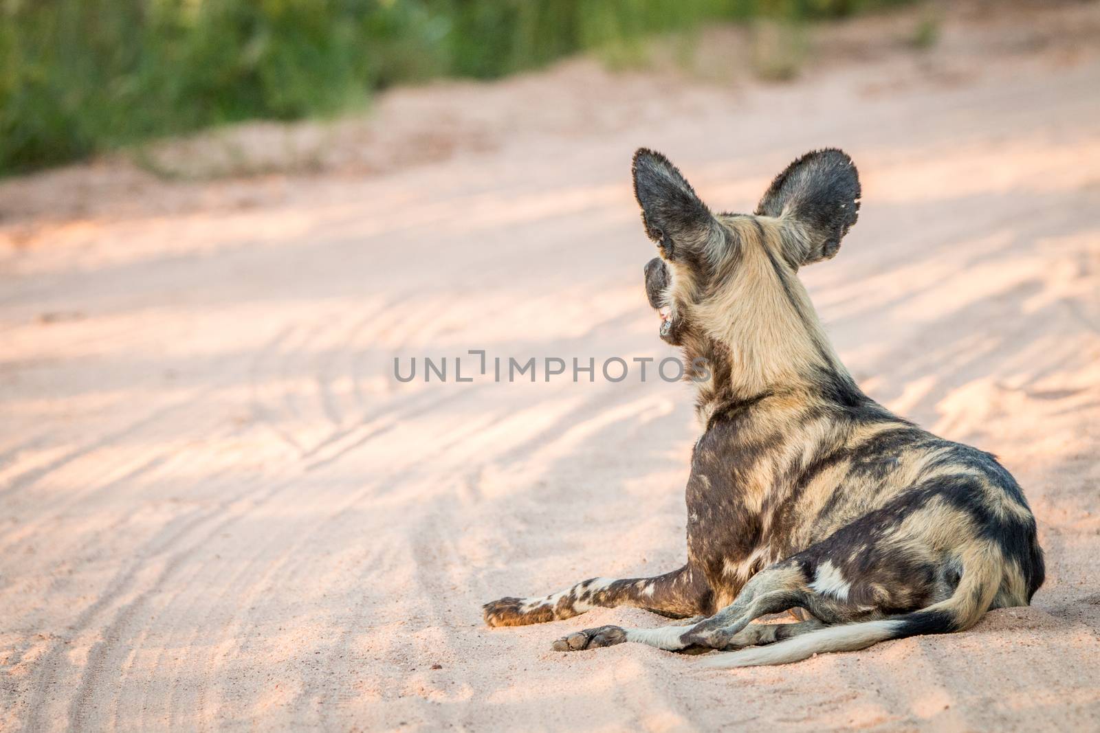 African wild dog laying in the sand in the Kruger National Park. by Simoneemanphotography