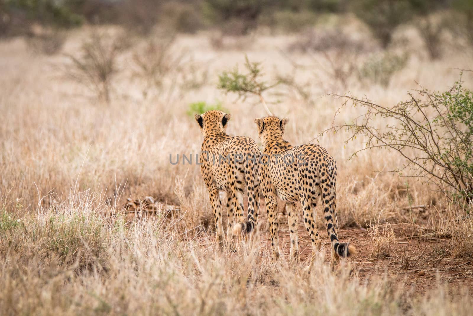 Two Cheetahs walking away in the Kruger National Park. by Simoneemanphotography