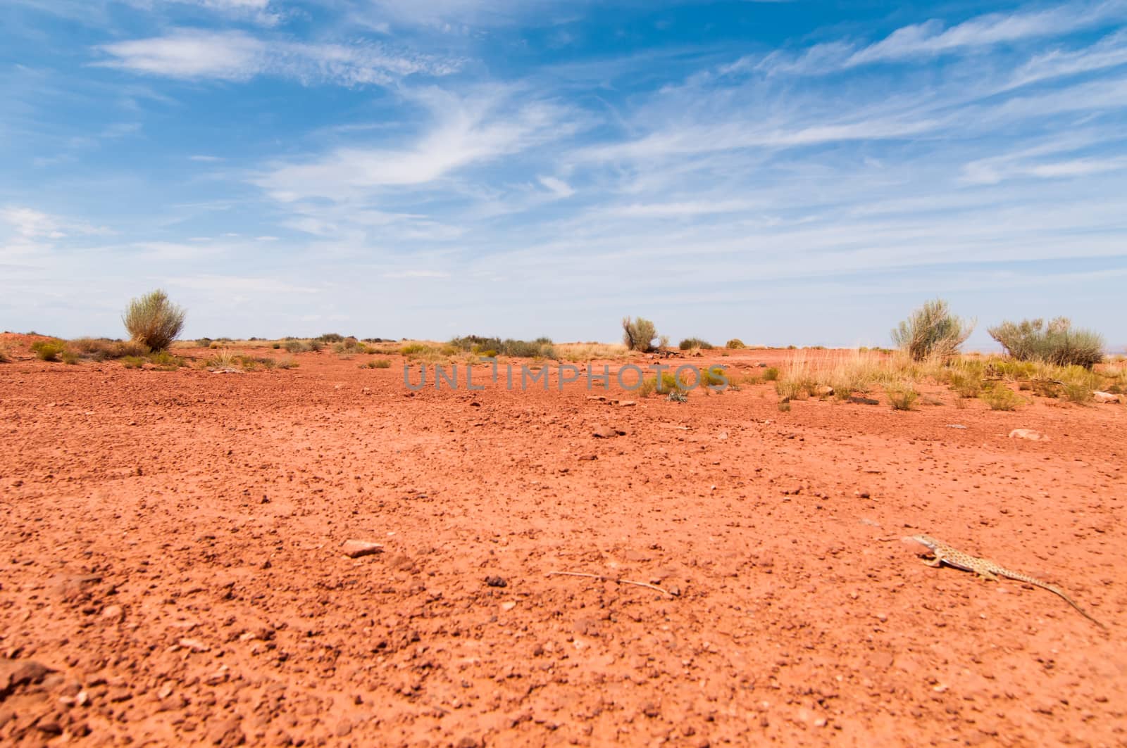 Expansive desert landscape featuring a small lizard