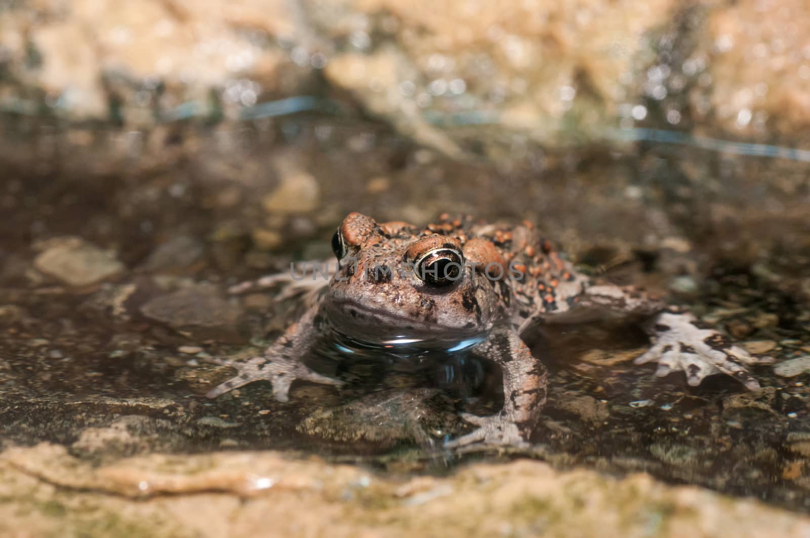 Brown frog with large eyes sitting in the calm water