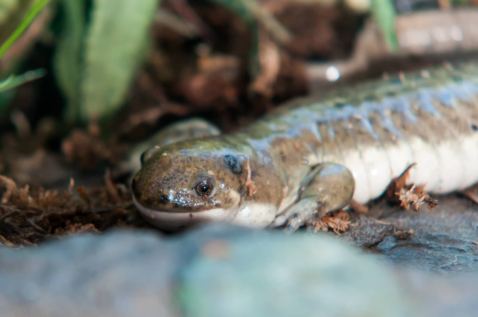 Lizzard smiling under the leavews in a good mood