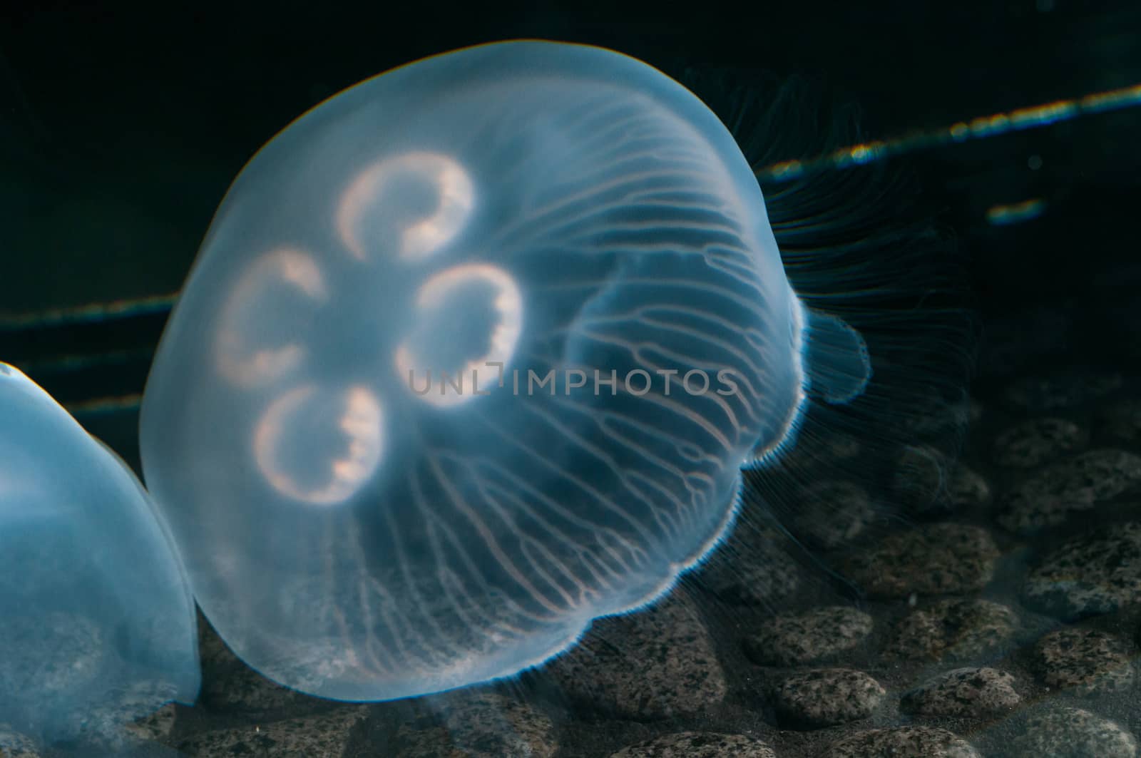 Jellyfish swimming just above the rocks on the ground