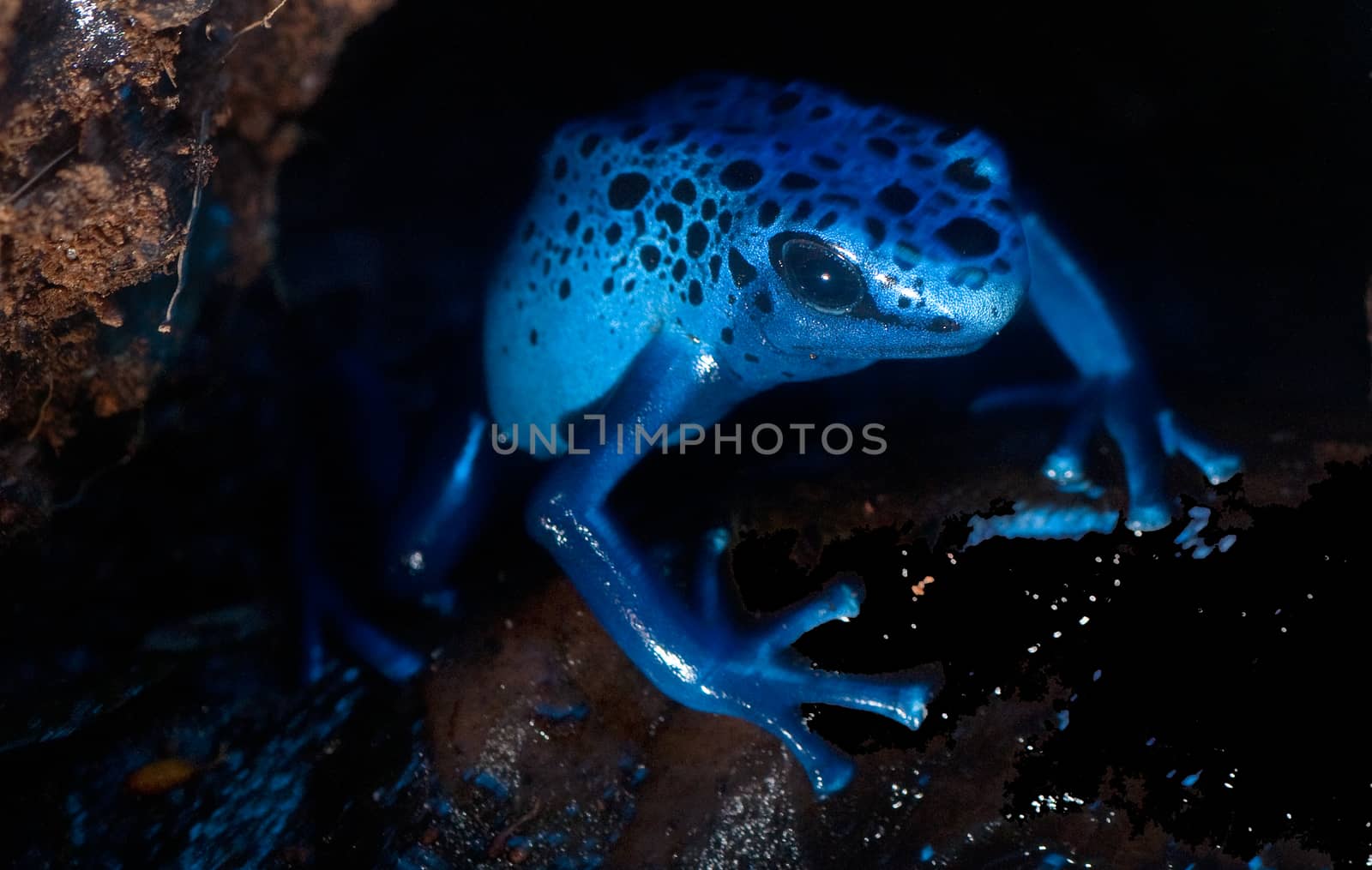 Small Blue frog hiding under a rock in an acquarium