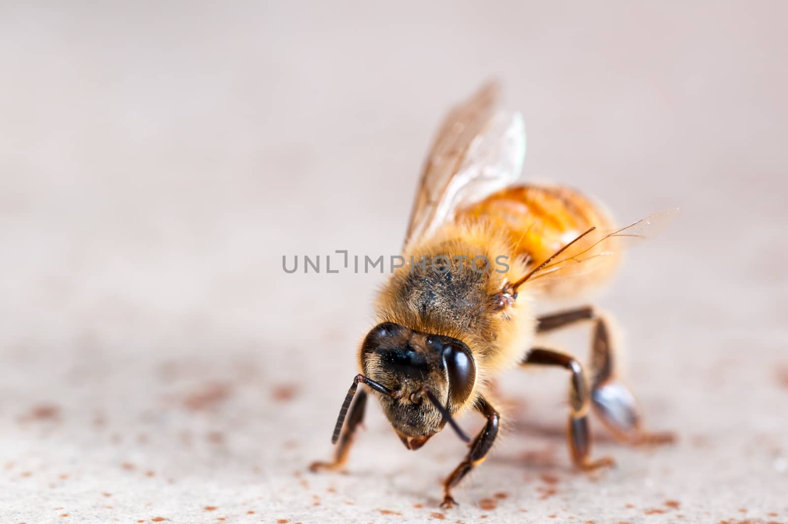 Close Up view of an injured wingless bee