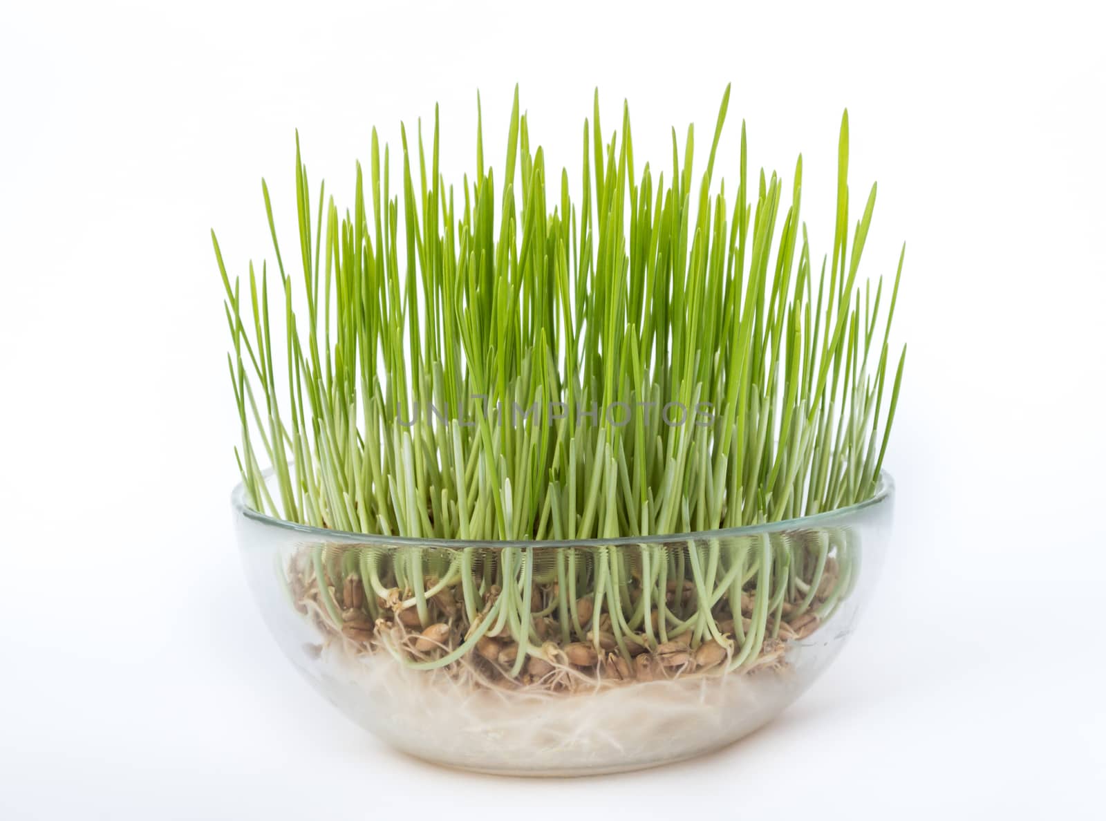 Sprouted grains in glass vase, white background