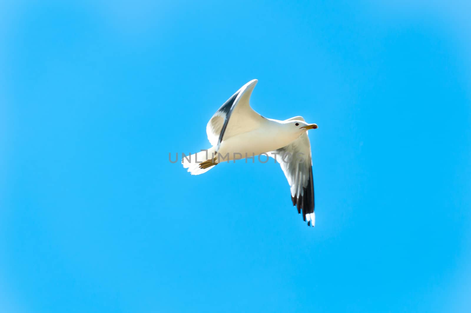 Seagull frozen in mid flight through a summer sky