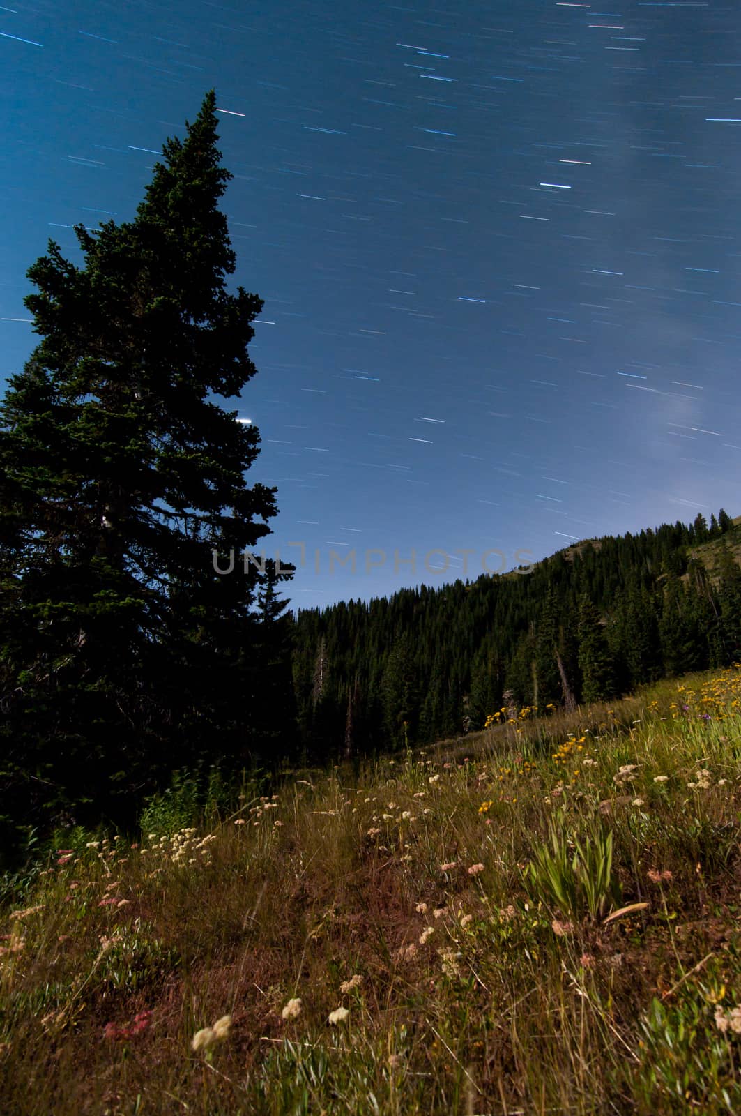 Star Trails over the trees in the mountains at night