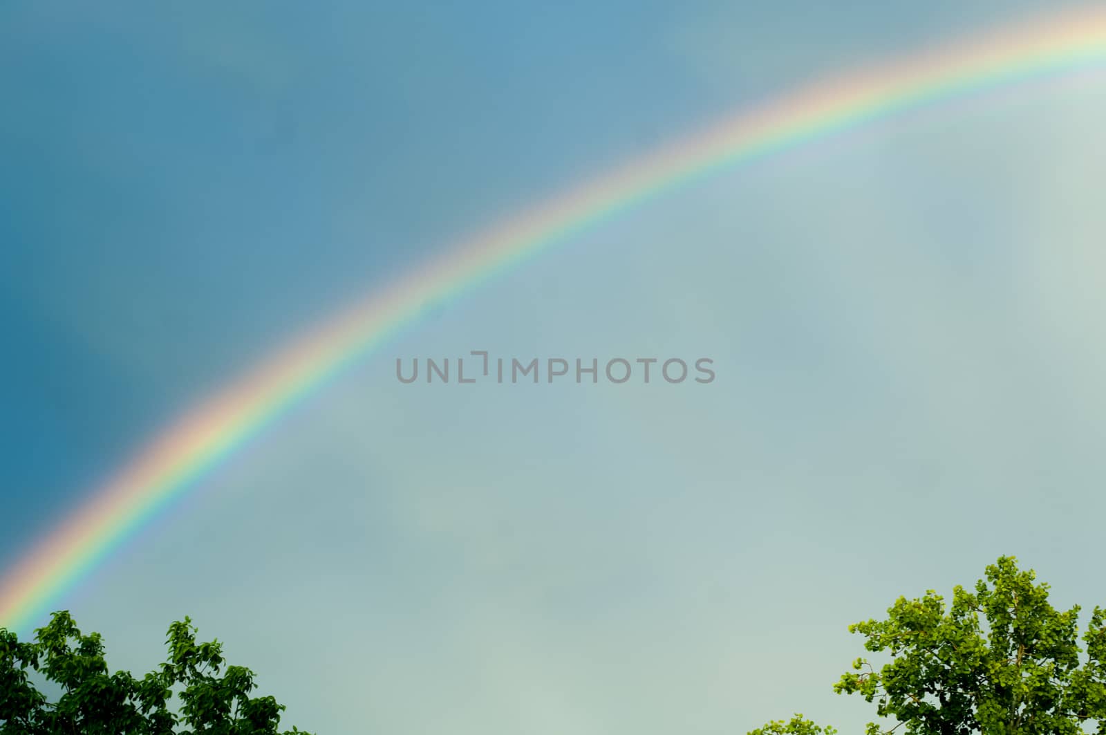 Rainbow in the soft blue sky above two small trees