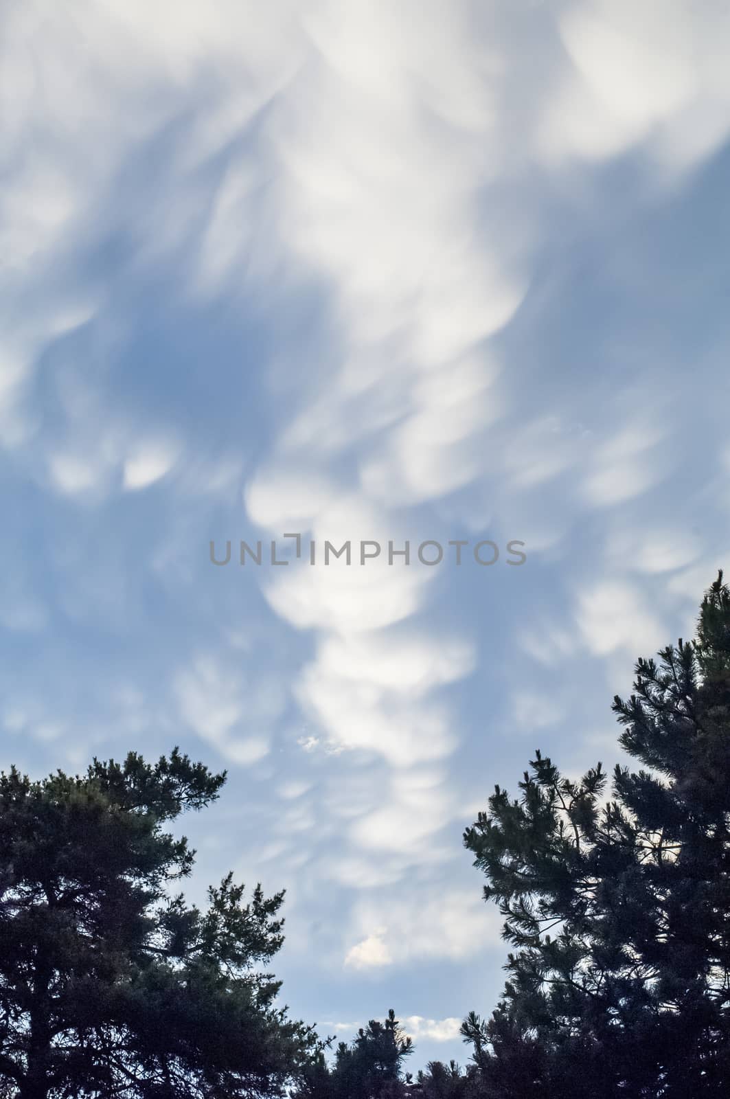 Billowing Clouds above two large Pine trees
