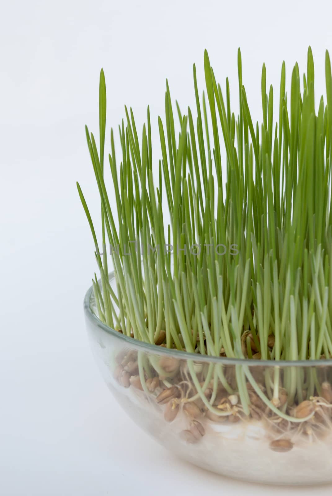 Sprouted grains in glass vase by radzonimo