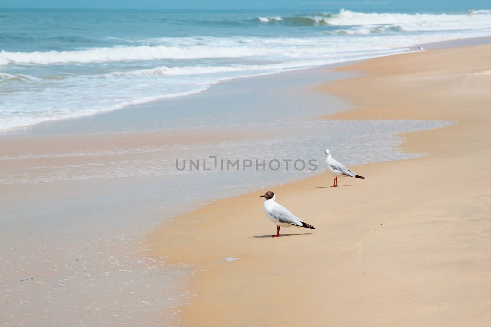 Blurry GOA landscape with sea, waves and birds