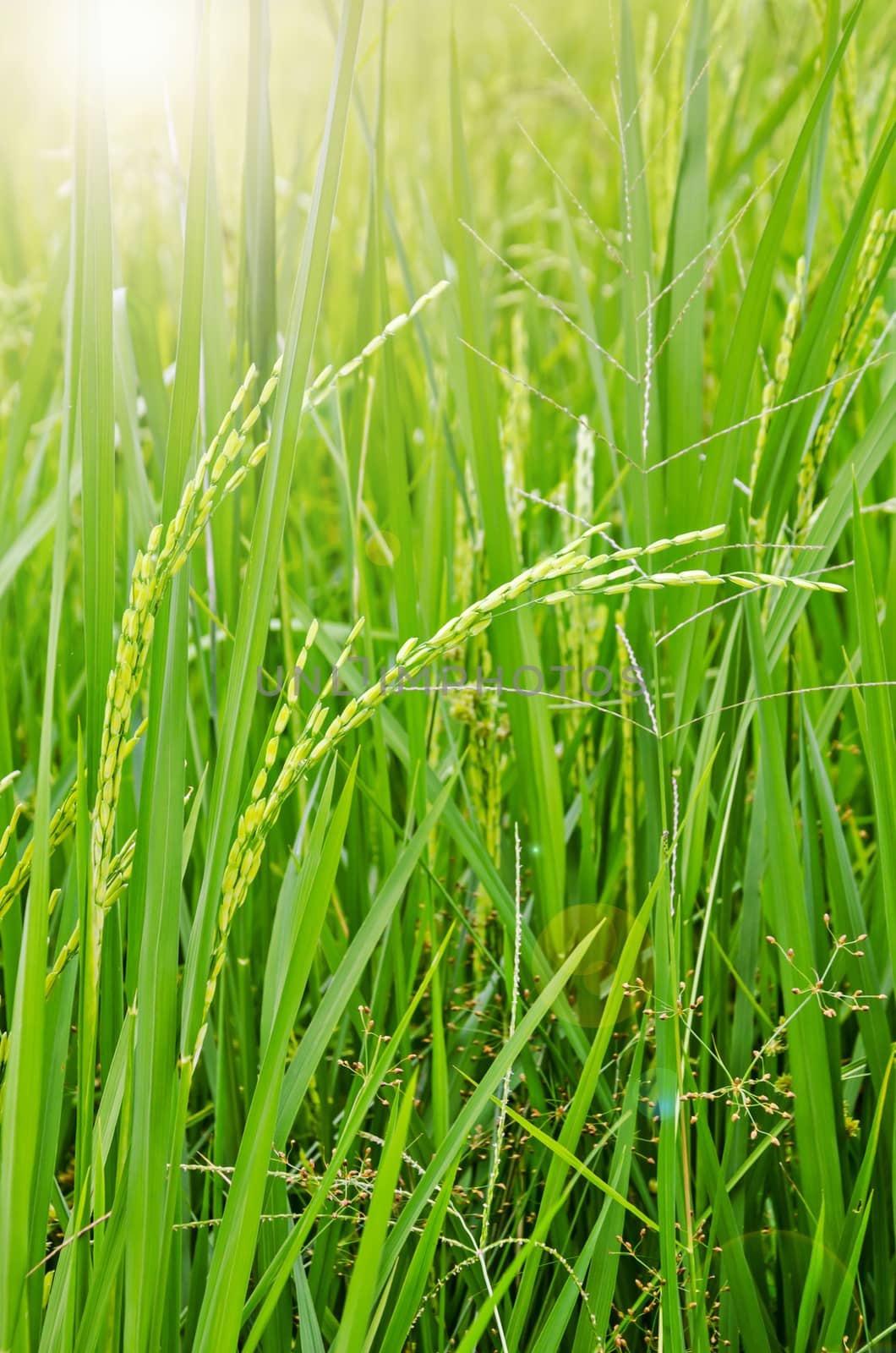 Close up of green paddy rice. Green ear of rice in paddy rice field under sunrise, Blur Paddy rice field in the morning background