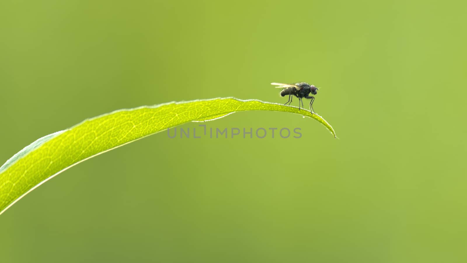 Fly on leaf with green background by Kidza