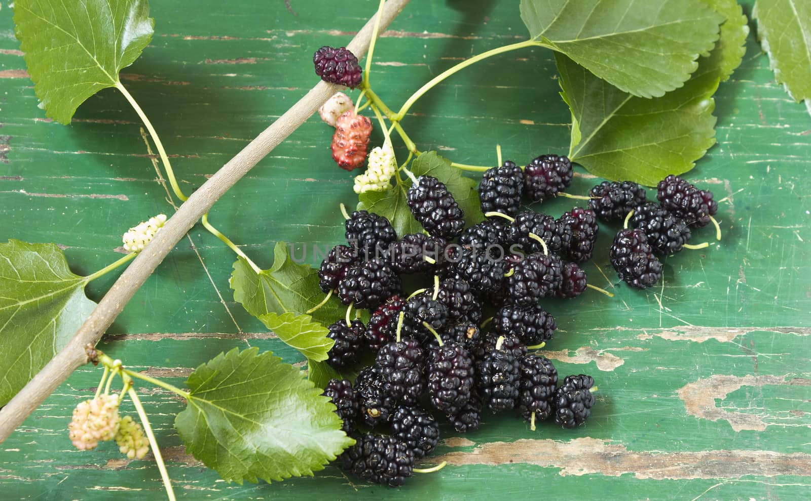Close up view of group of mulberry with green wood background