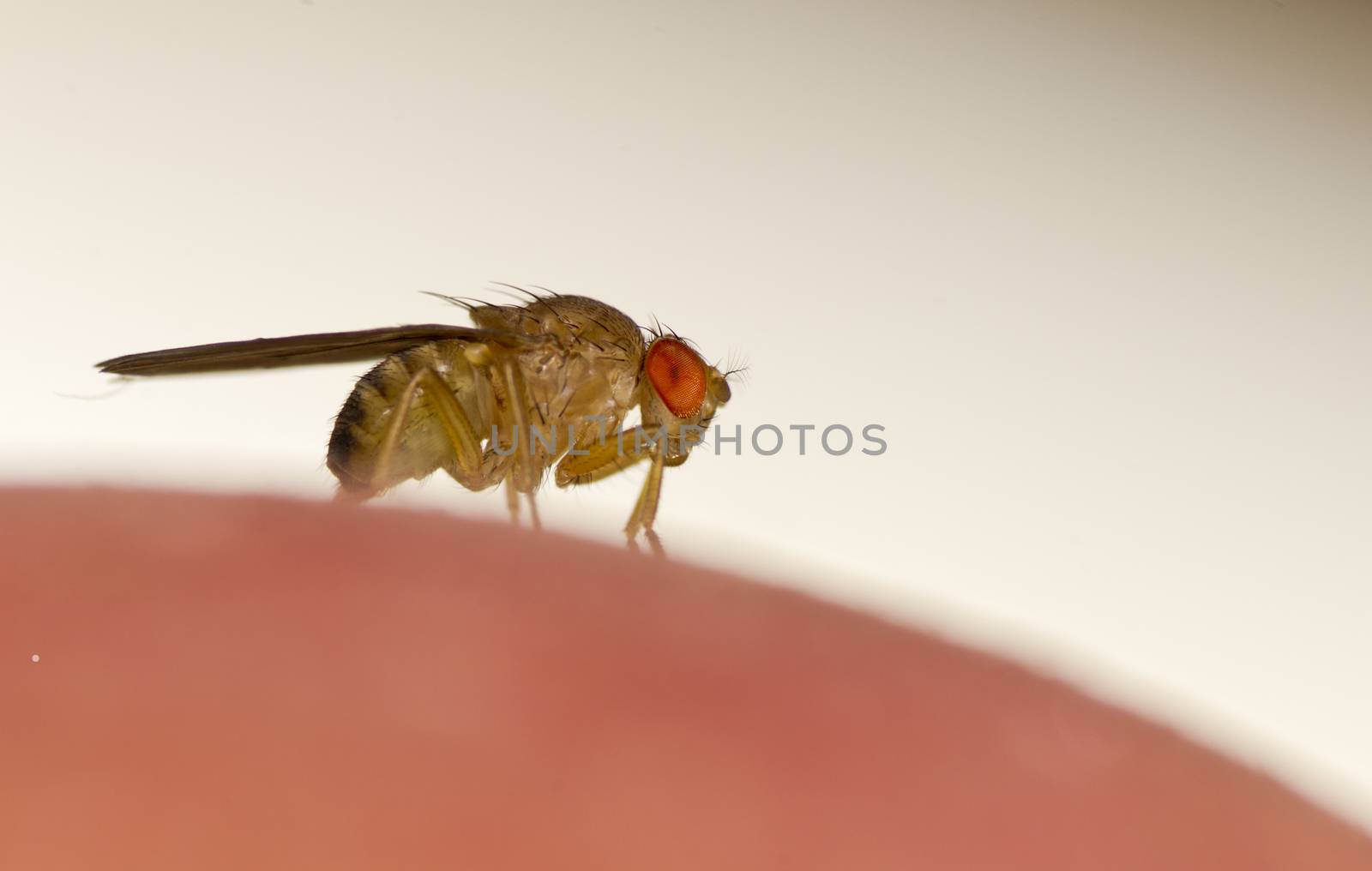 Fruit fly  (Drosophila malanogastar)   on the surface of apples