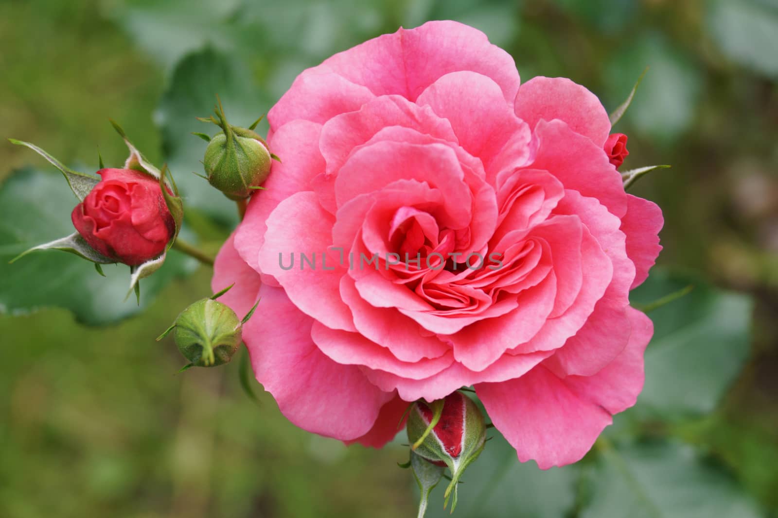 The photograph shows a blooming red rose