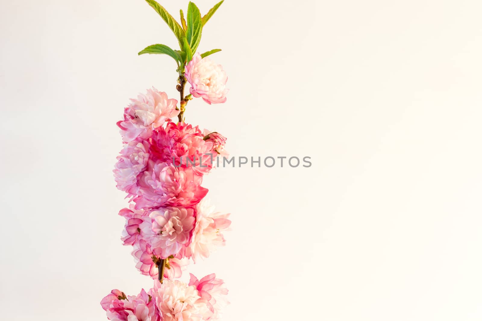 Natural little pink roses isolated on white background.