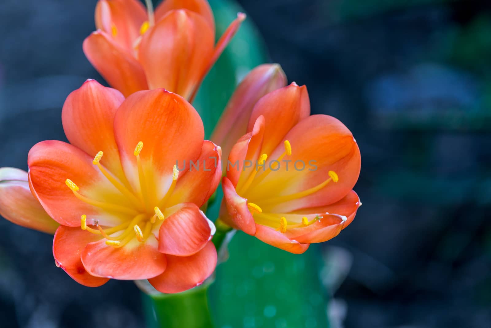 Spring, the oranges yellows flowers on succulent