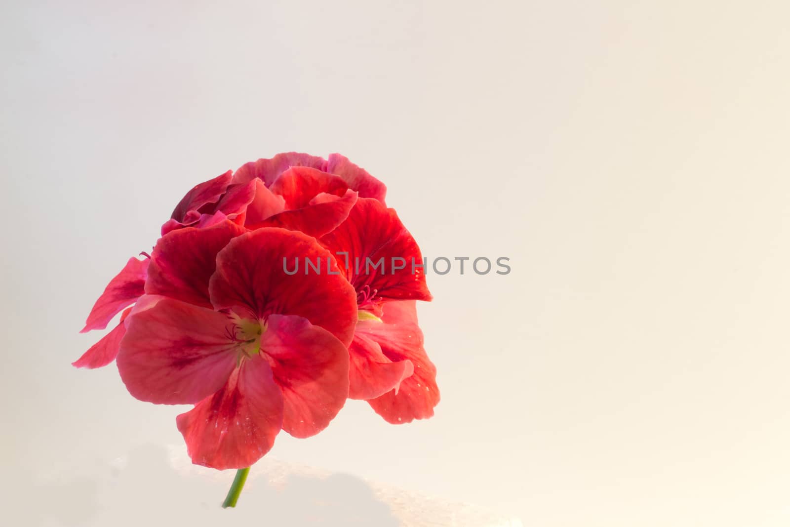 The flower Geranium isolated on white background