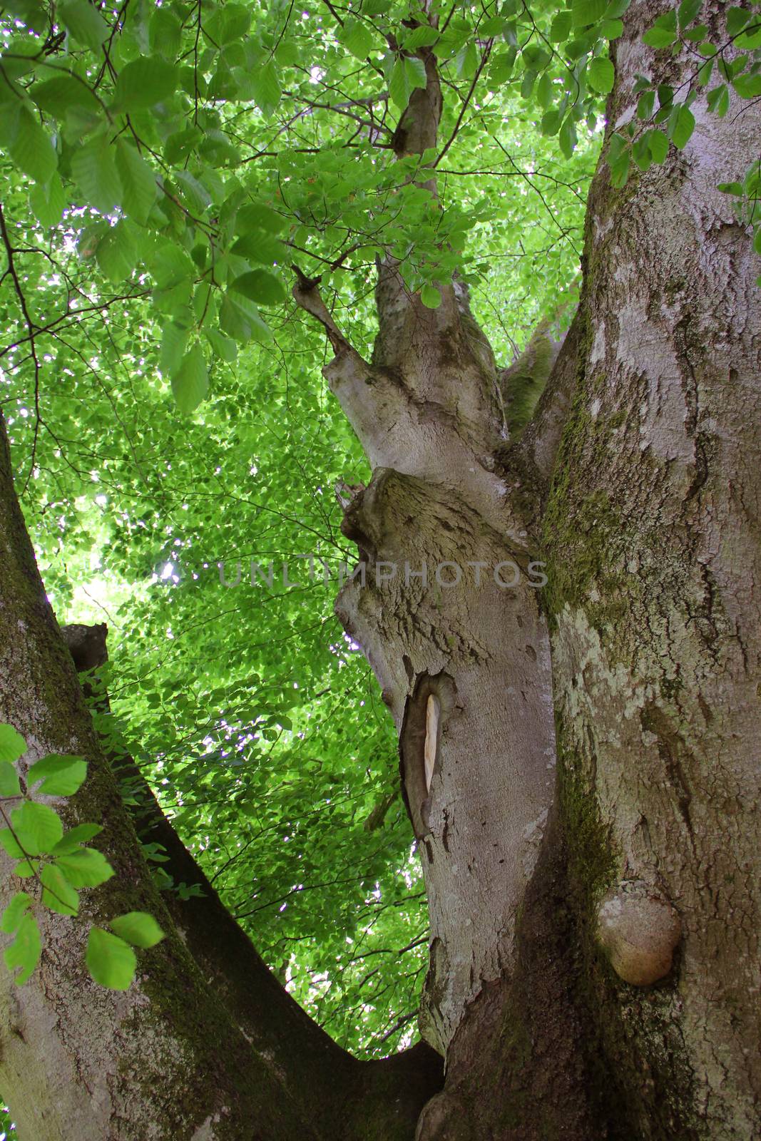 Old linden tree with green spring leaves close up