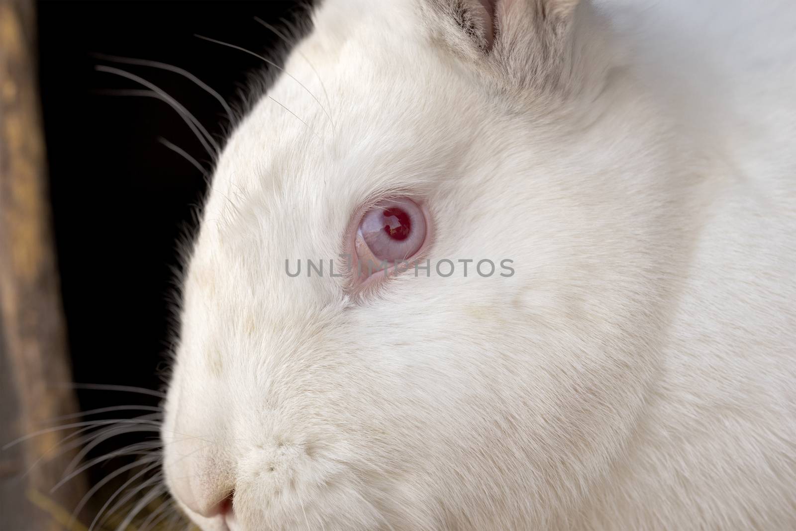 Portrait of the white rabbit in a hutch