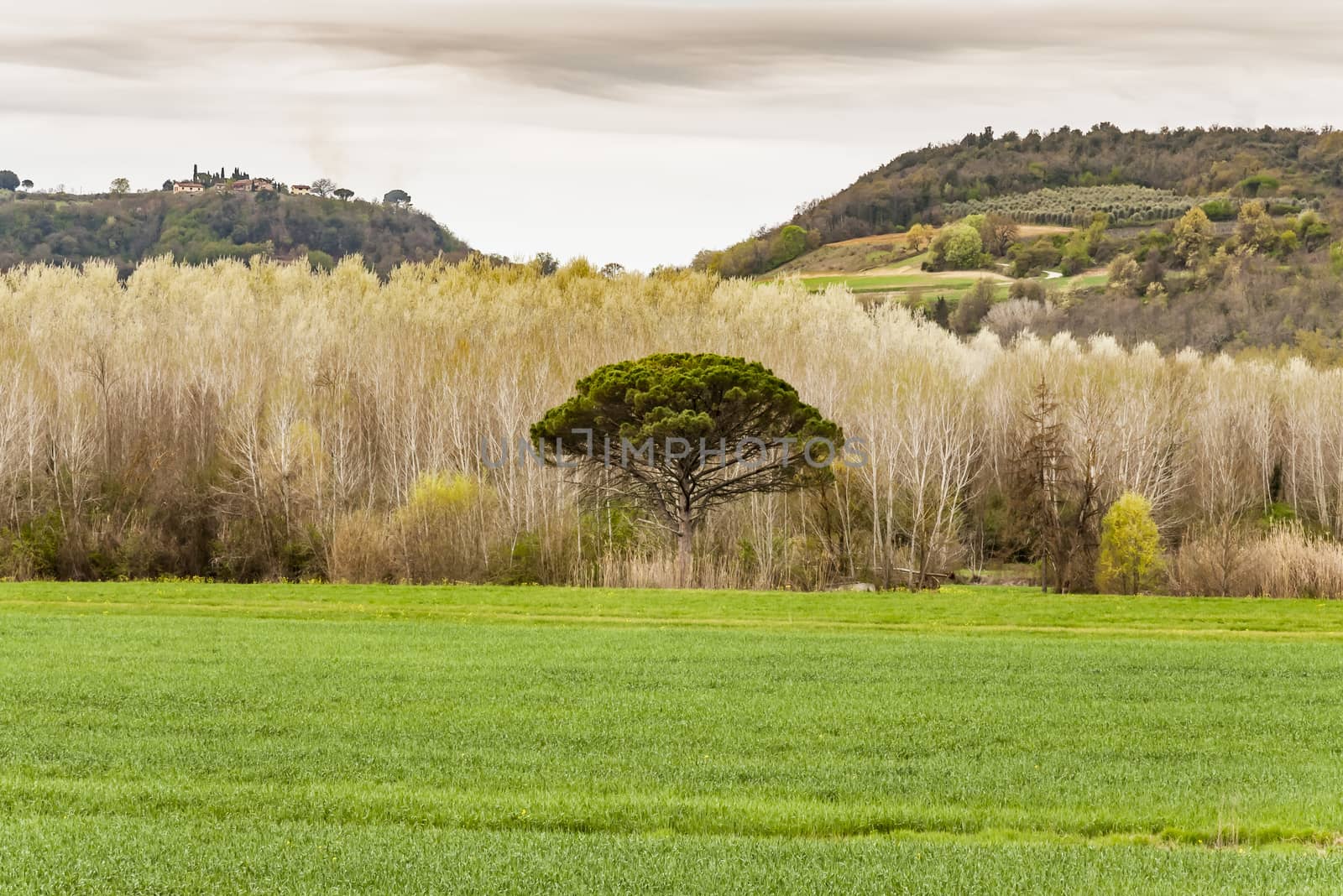 The Chianti landscape by edella