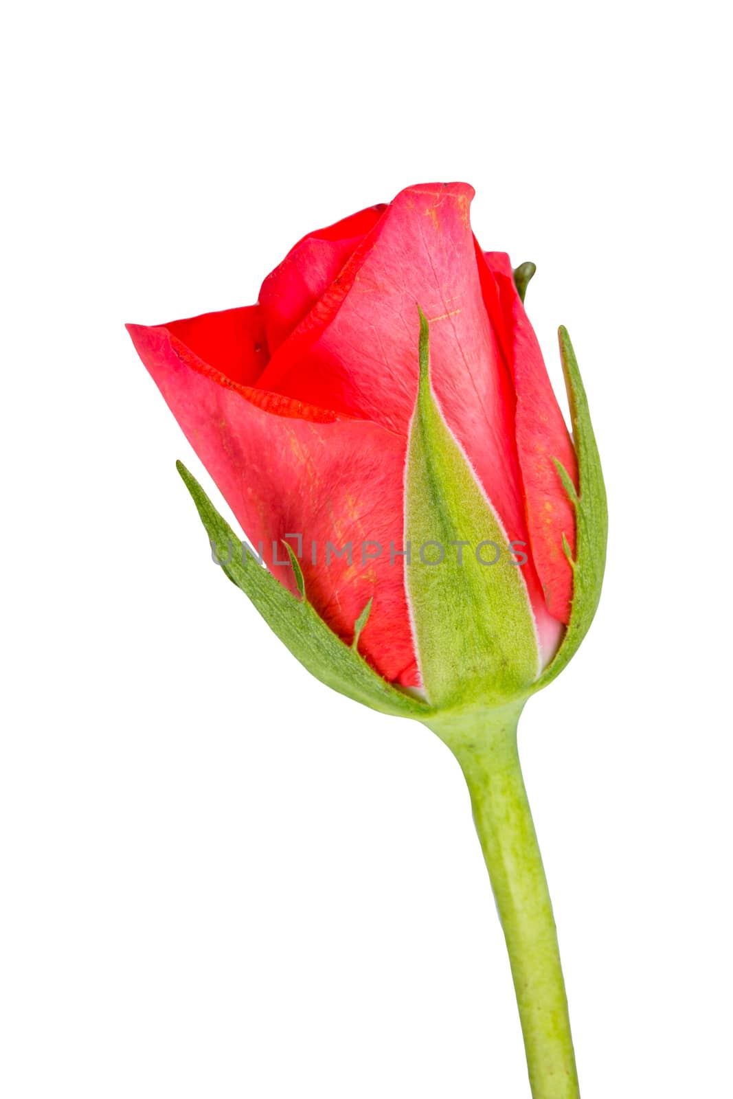 Red rose isolated on a white background
