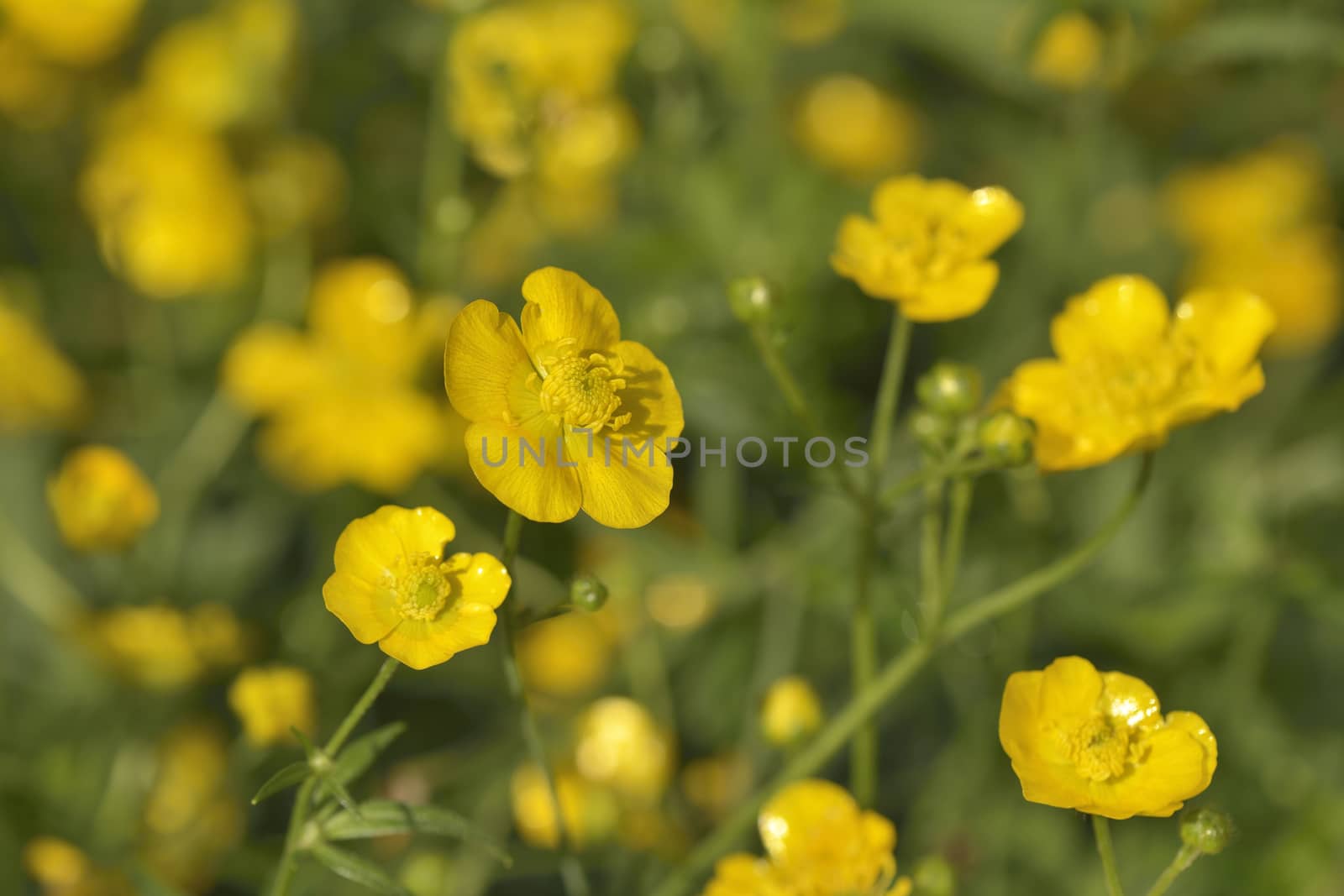 Beautiful yellow buttercups in field at spring