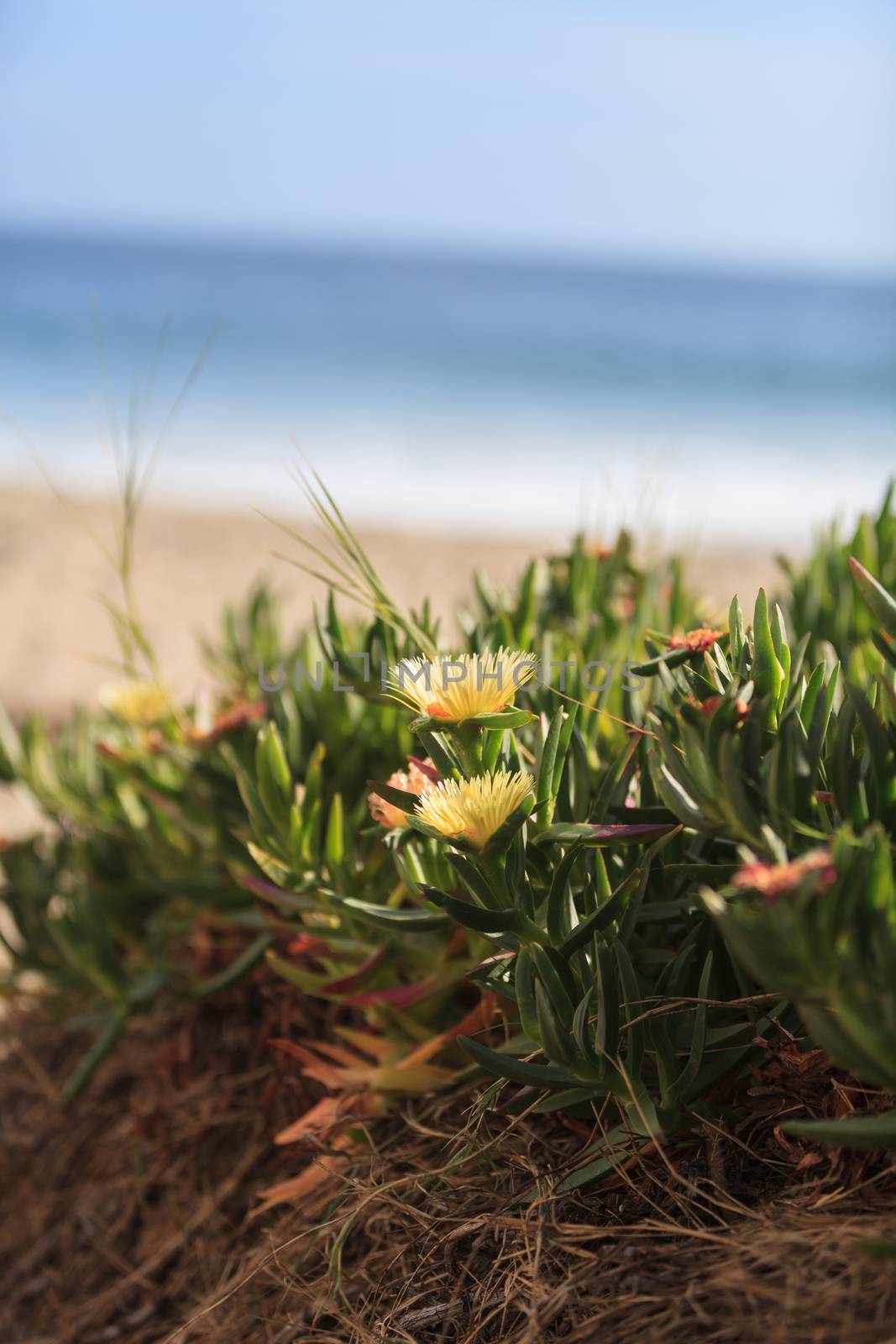 Ice plant succulent, Carpobrotus edulis, creeping ground cover on beach sand in the spring in Southern California with the ocean in the background