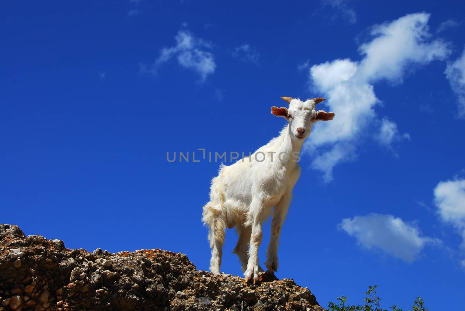 White goat over blue sky by simply