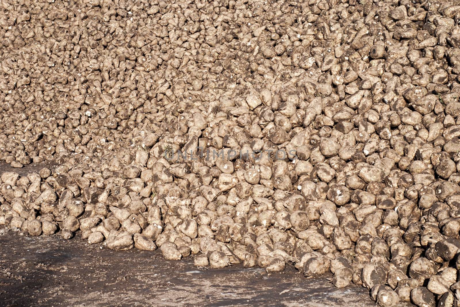 Pile of sugar beets by nejuras