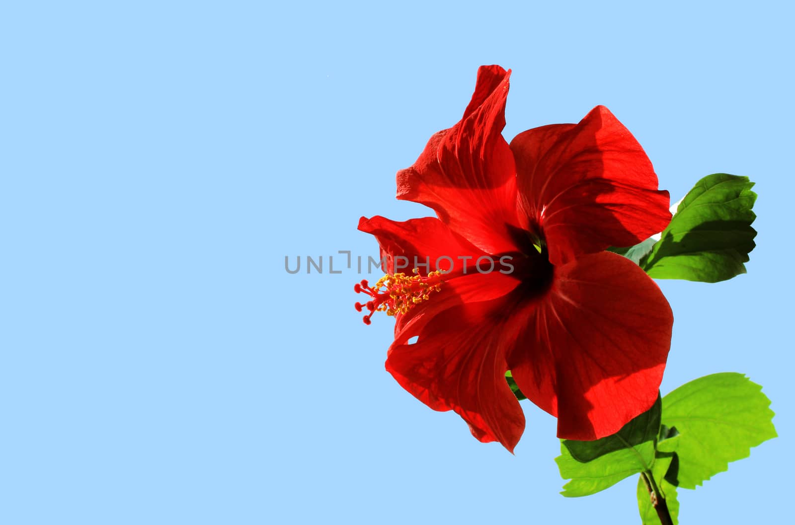Red isolated open flower Chinese hibiscus (Hibiscus rosa-sinensis) on blue background.