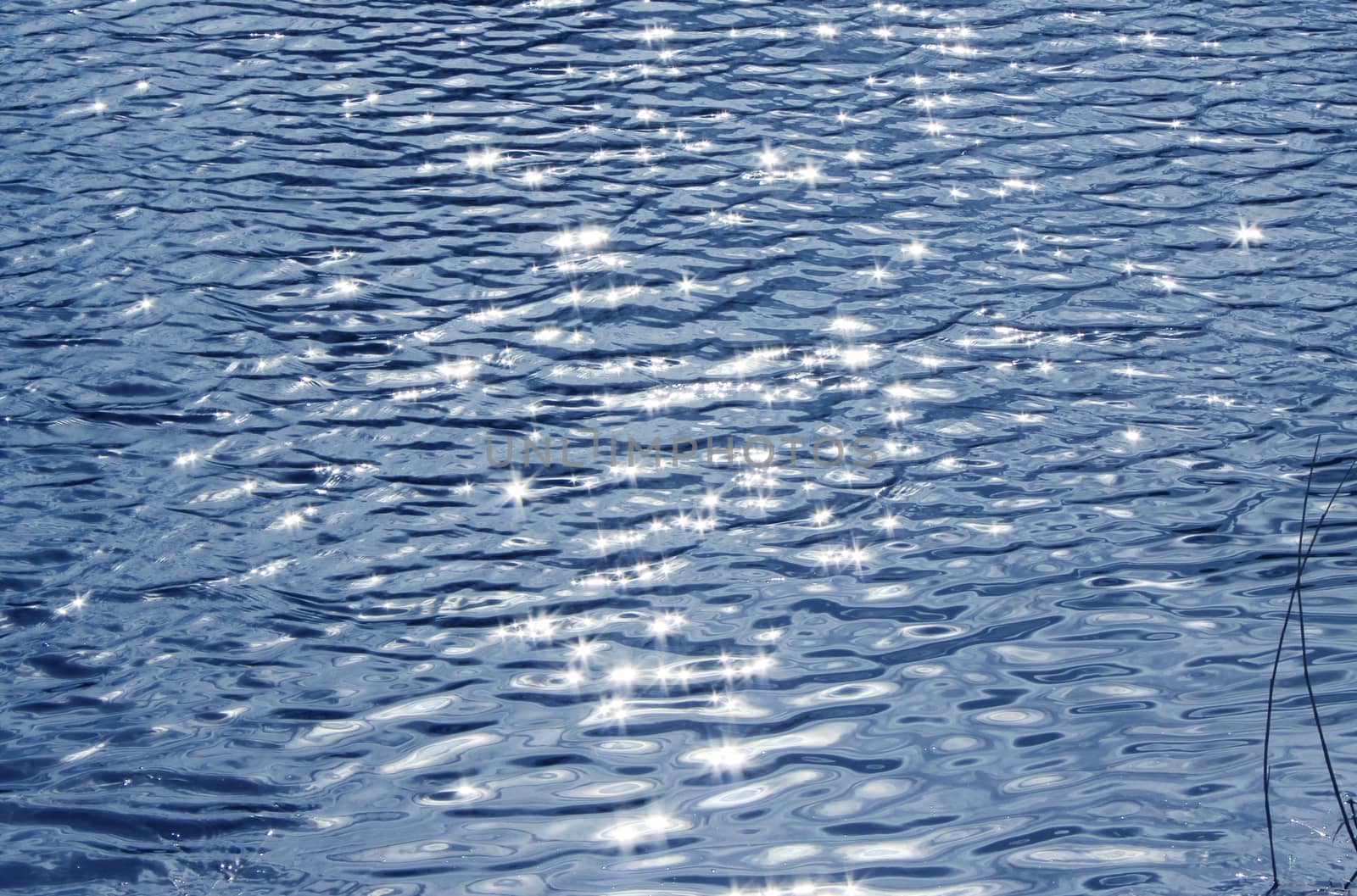 water surface in Karpin pond in which the sun is reflected. City Gatchina Leningrad Region, Russia.