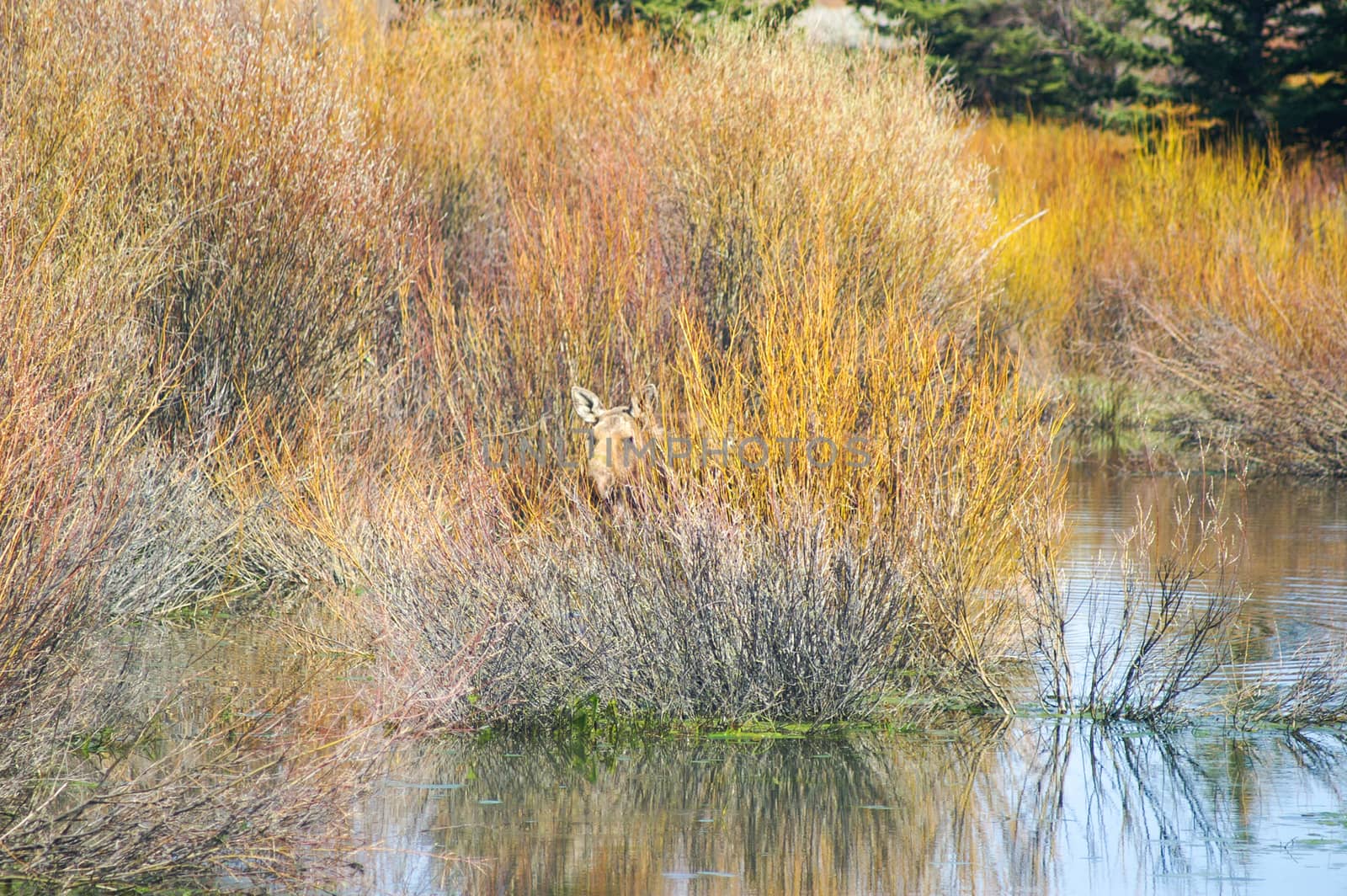 Moose in water in Grand Tetons National Park