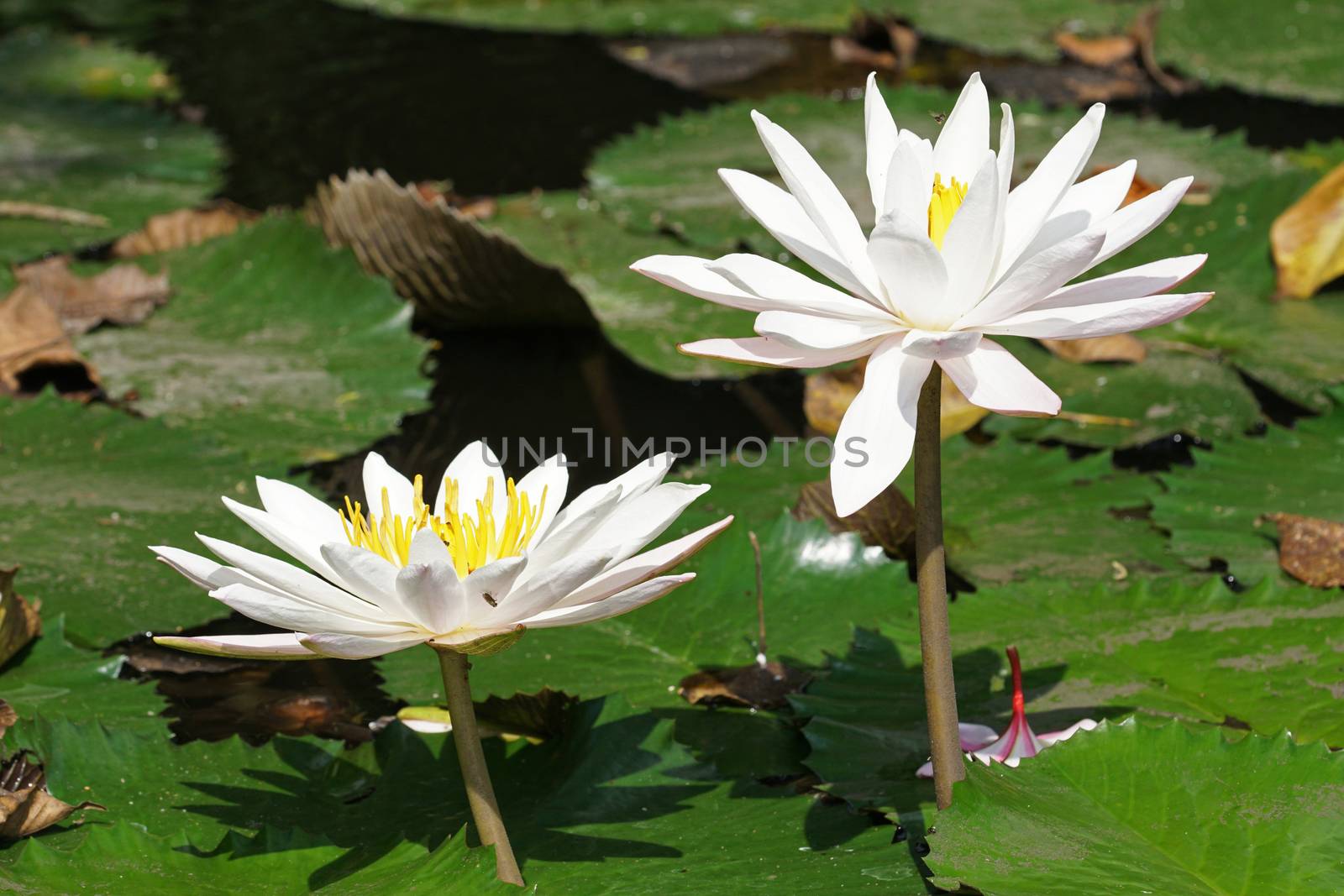 White water lily, flowers of Bali, Indonesia