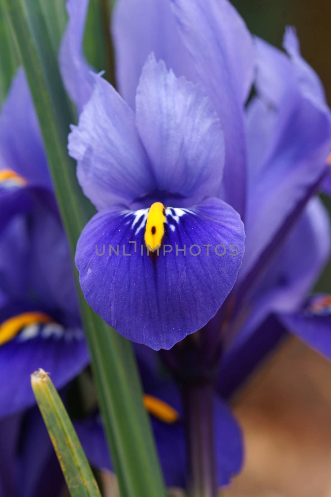 Dwarf beardless iris, flowers of the spring