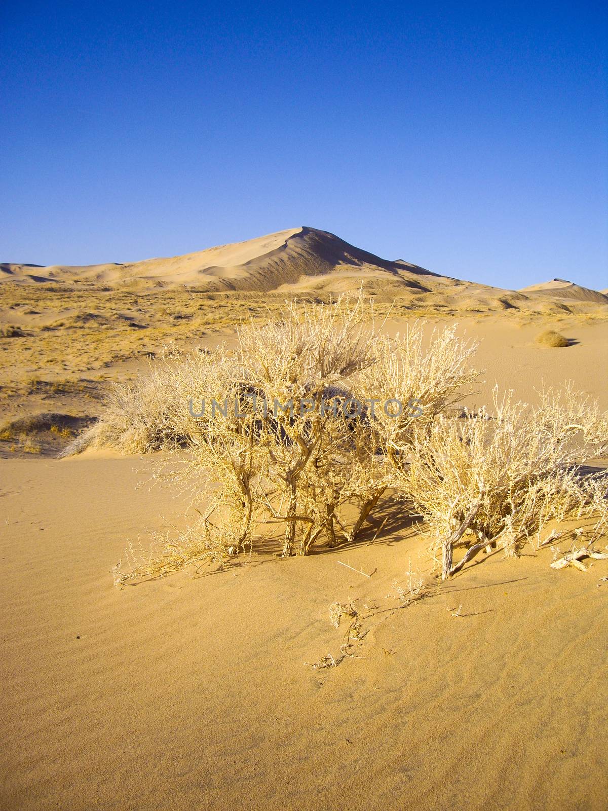 Sand dunes of the Mojave Desert by emattil