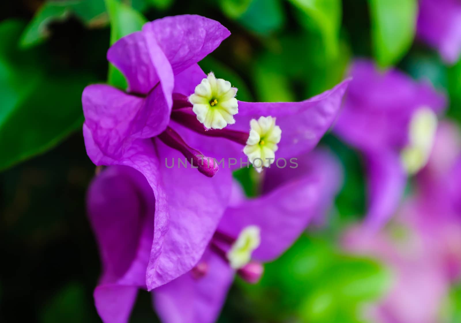 Bougainvillea by suriyaph