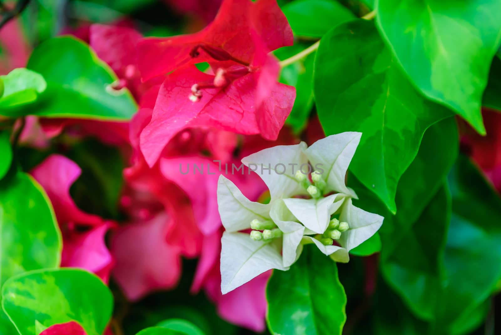 Bougainvilleas is red and white by suriyaph