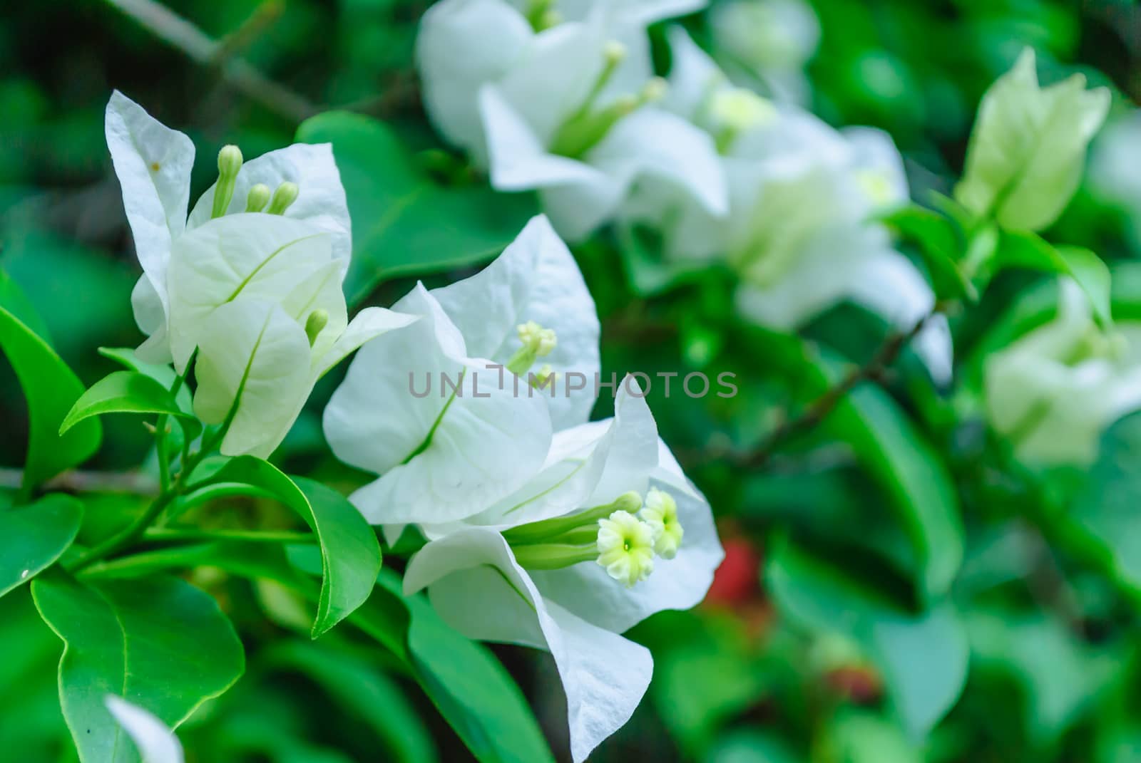 The white Bougainvilleas by suriyaph