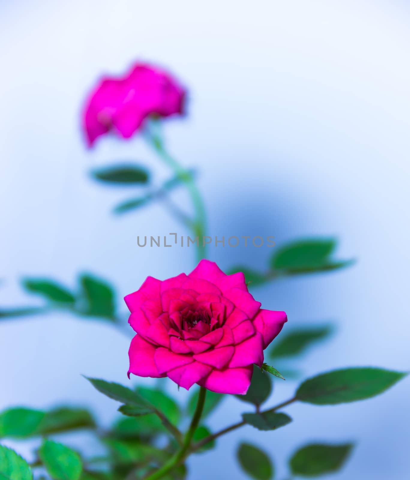 Pink roses by suriyaph