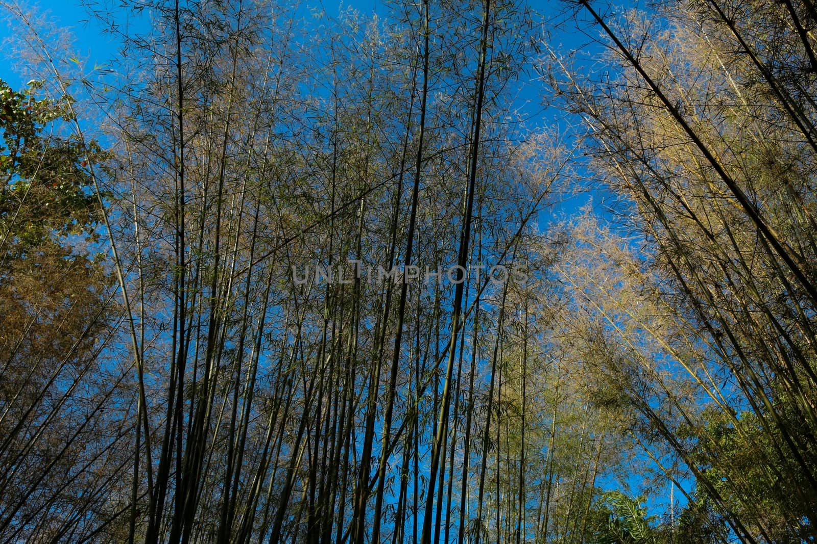 the Bamboo tree