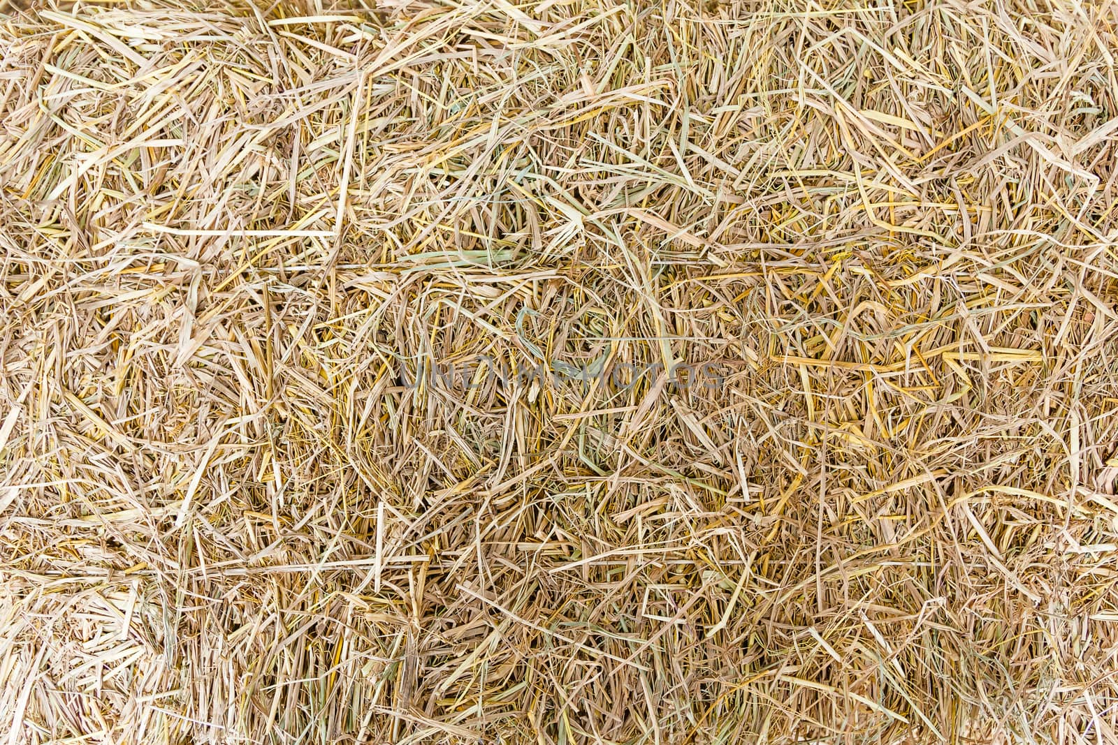 Hay on ground. by stigmatize