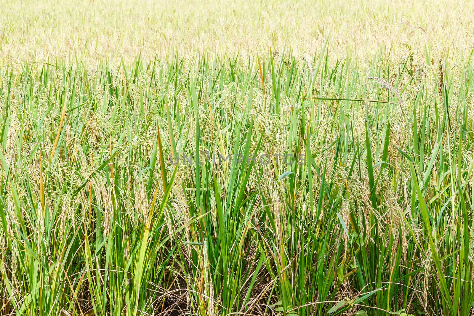 Rice field. by stigmatize